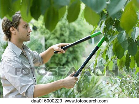 Stock Photo - Man pruning tree. Fotosearch
