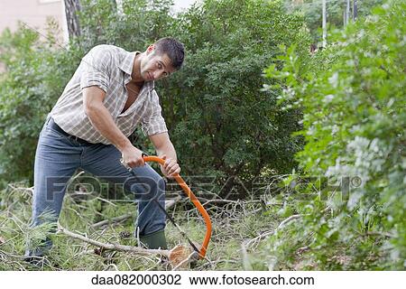 Man sawing tree branch View Large Photo Image Stock Image - Man sawing tree branch. Fotosearch