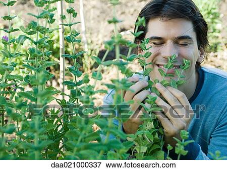 Man smelling herbs View Large Photo Image Stock Photo - Man smelling herbs. Fotosearch