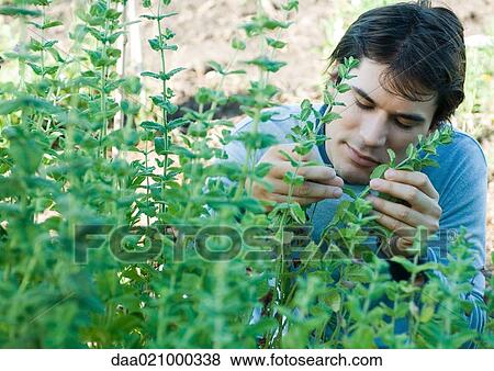 Stock Photo - Man smelling herbs. Fotosearch