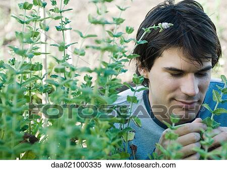 Man smelling herbs View Large Photo Image Stock Photography - Man smelling herbs. Fotosearch