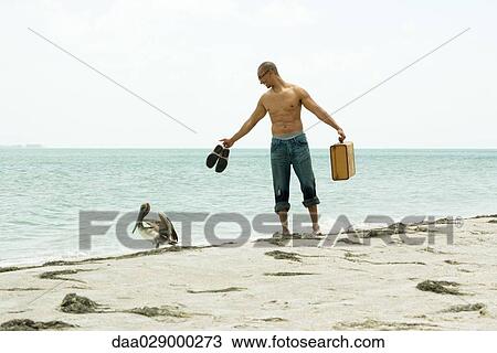 Man standing at the beach, looking at pelican, carrying his shoes and suitcase View Large Photo Image Stock Image - Man standing at the beach, looking at pelican, carrying his shoes and suitcase. Fotosearch