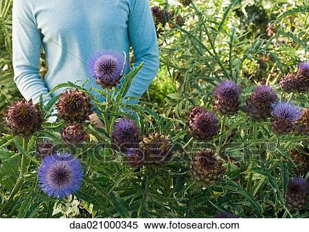 Man standing in flowers, mid section View Large Photo Image Stock Photography - Man standing in flowers, mid section. Fotosearch