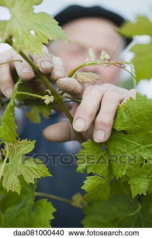 Man tending to grapevine, cropped View Large Photo Image Stock Image - Man tending to grapevine, cropped. Fotosearch