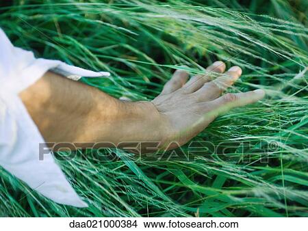 Picture - Man touching grass, cropped view of arm. Fotosearch