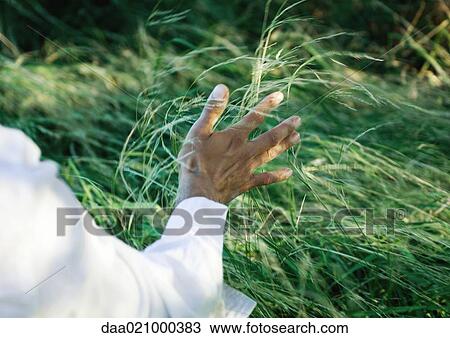 Man touching grass, cropped view of arm View Large Photo Image Stock Image - Man touching grass, cropped view of arm. Fotosearch