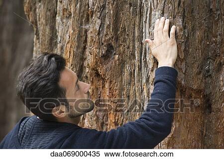 Man touching tree bark View Large Photo Image Stock Photography - Man touching tree bark. Fotosearch