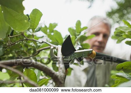 Man trimming branches with clippers View Large Photo Image Stock Photo - Man trimming branches with clippers. Fotosearch
