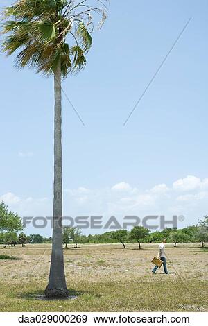 Man walking outdoors, carrying suitcase, tall palm tree in foreground View Large Photo Image Stock Photo - Man walking outdoors, carrying suitcase, tall palm tree in foreground. Fotosearch