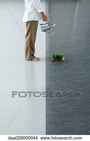 Man watering tray of wheatgrass View Large Photo Image Picture - Man watering tray of wheatgrass. Fotosearch