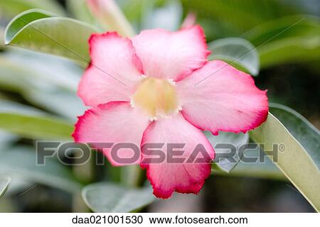 Mandevilla flower View Large Photo Image Stock Image - Mandevilla flower. Fotosearch