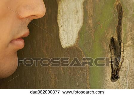 Man's face leaning against tree bark View Large Photo Image Stock Photo - Man's face leaning against tree bark. Fotosearch