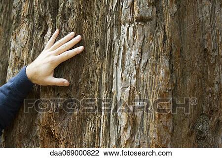 Stock Image - Man's hand on tree trunk, cropped. Fotosearch