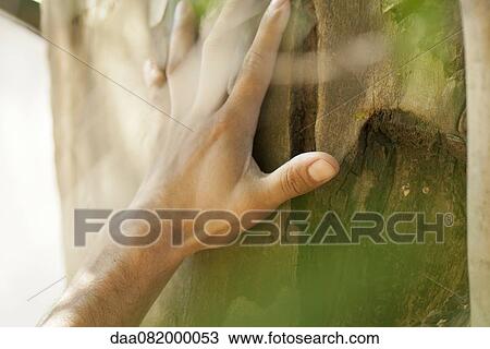 Man's hand touching tree bark, cropped View Large Photo Image Stock Image - Man's hand touching tree bark, cropped. Fotosearch
