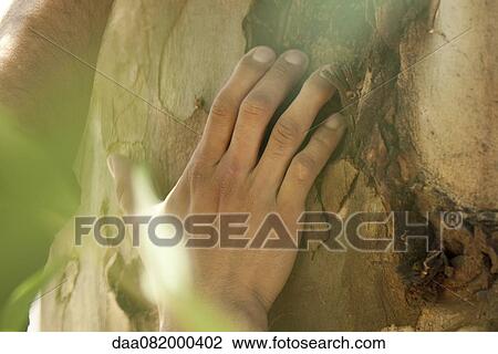 Stock Image - Man's hand touching tree bark, cropped. Fotosearch