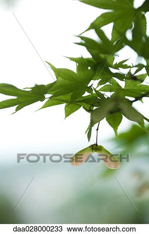 Stock Image - Maple branch and blossom, close-up. Fotosearch