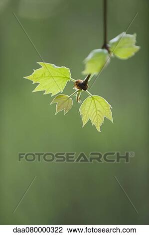 Maple leaves View Large Photo Image Stock Image - Maple leaves. Fotosearch