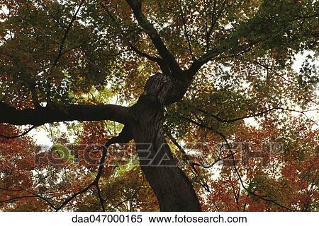 Maple tree, Japan, low angle view View Large Photo Image Stock Photography - Maple tree, Japan, low angle view. Fotosearch
