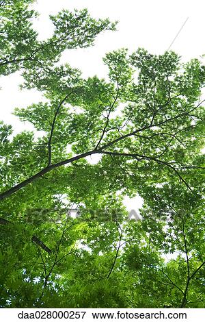 Stock Photo - Maple trees, low angle view. Fotosearch