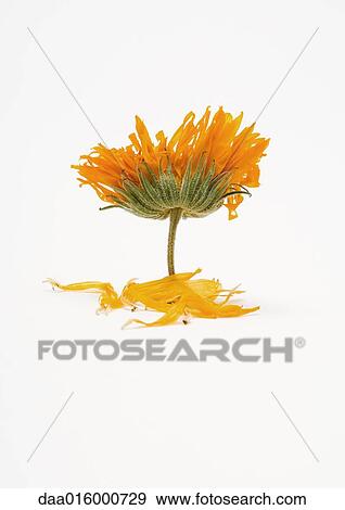 Stock Photo - Marigold flower and petals. Fotosearch