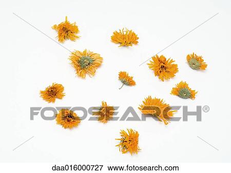 Marigold flower heads View Large Photo Image Stock Photo - Marigold flower heads. Fotosearch