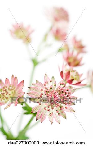 Masterwort (astrantia) flowers View Large Photo Image Stock Image - Masterwort (astrantia) flowers. Fotosearch