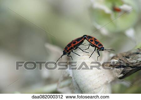 Mating firebugs (Pyrrhocoris apterus) View Large Photo Image Stock Image - Mating firebugs (Pyrrhocoris apterus). Fotosearch