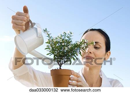 Mature woman watering potted plant View Large Photo Image Stock Image - Mature woman watering potted plant. Fotosearch