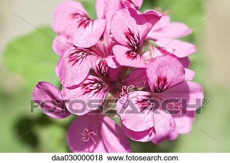 Mauve geranium flowers View Large Photo Image Stock Photo - Mauve geranium flowers. Fotosearch