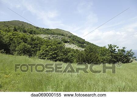 Meadow and mountain View Large Photo Image Stock Photography - Meadow and mountain. Fotosearch