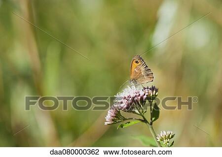 Meadow brown butterfly gathering pollen on flowers View Large Photo Image Stock Image - Meadow brown butterfly gathering pollen on flowers. Fotosearch