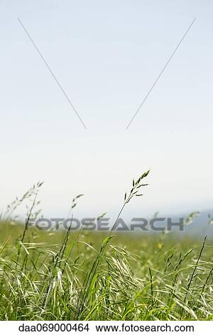 Meadow View Large Photo Image Picture - Meadow. Fotosearch