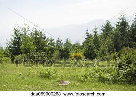 Meadow with mountains visible in the distance View Large Photo Image Stock Photo - Meadow with mountains visible in the distance. Fotosearch