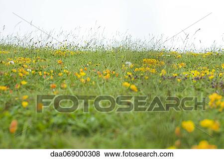 Meadow with wildflowers View Large Photo Image Stock Photo - Meadow with wildflowers. Fotosearch