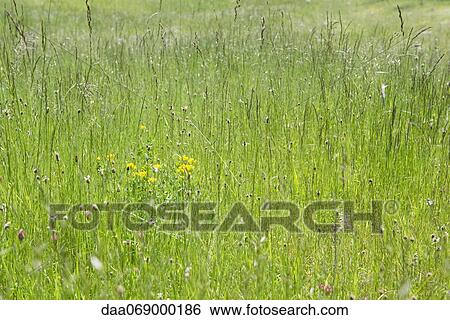 Stock Photograph - Meadow with wildflowers. Fotosearch