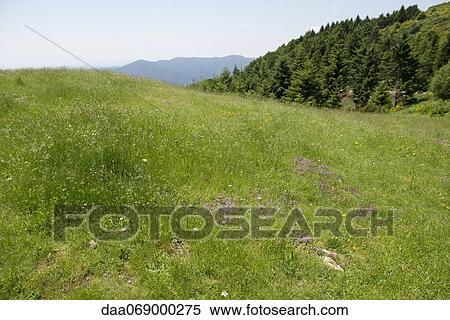 Meadow with wildflowers View Large Photo Image Stock Photography - Meadow with wildflowers. Fotosearch