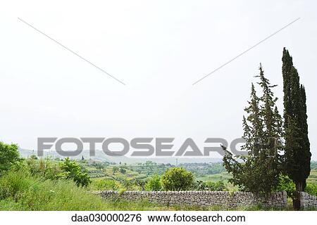Mediterranean landscape with stone wall and cedar trees View Large Photo Image Stock Photograph - Mediterranean landscape with stone wall and cedar trees. Fotosearch