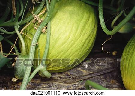 Melons growing in garden, close-up View Large Photo Image Stock Image - Melons growing in garden, close-up. Fotosearch