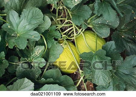 Melons growing in garden, close-up View Large Photo Image Stock Photo - Melons growing in garden, close-up. Fotosearch