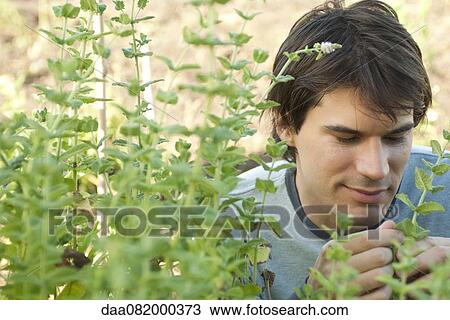 Stock Image - Mid-adult man looking at mint plants. Fotosearch