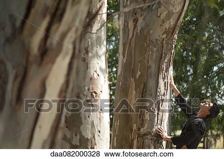 Mid-adult man looking up at massive tree trunk View Large Photo Image Stock Photo - Mid-adult man looking up at massive tree trunk. Fotosearch