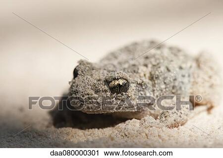 Midwife toad (Alytes obstetricans) covered in sand View Large Photo Image Stock Image - Midwife toad (Alytes obstetricans) covered in sand. Fotosearch