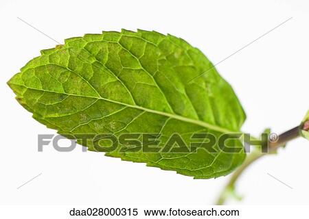 Stock Photography - Mint leaf. Fotosearch