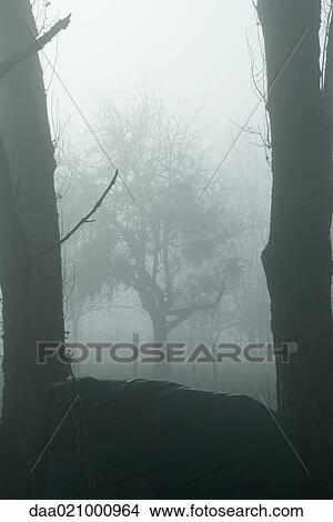 Misty landscape View Large Photo Image Picture - Misty landscape. Fotosearch