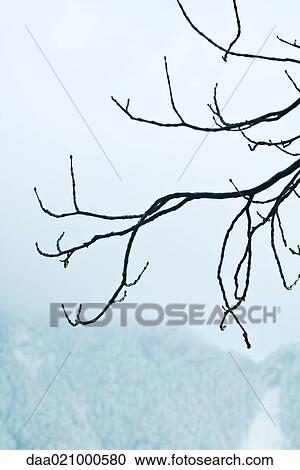 Misty mountainside, bare branches in foreground View Large Photo Image Stock Image - Misty mountainside, bare branches in foreground. Fotosearch