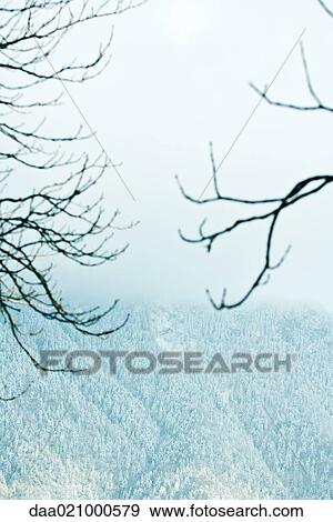 Stock Photo - Misty mountainside, bare branches in foreground. Fotosearch