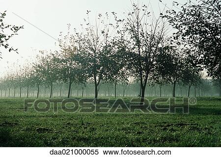 Misty orchard View Large Photo Image Stock Photography - Misty orchard. Fotosearch
