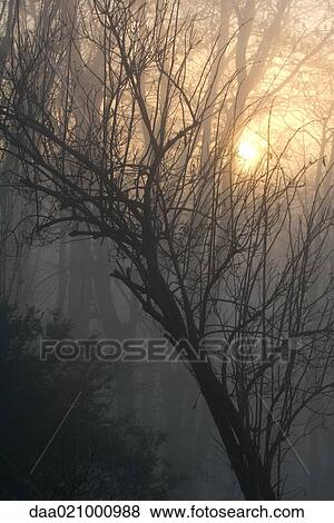 Misty woods at sunrise View Large Photo Image Stock Photo - Misty woods at sunrise. Fotosearch