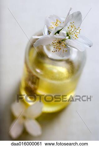 Mock orange flowers and bottle of massage oil View Large Photo Image Stock Image - Mock orange flowers and bottle of massage oil. Fotosearch