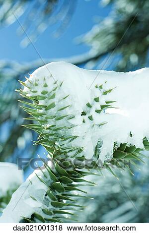 Monkey puzzle tree branch covered with snow View Large Photo Image Stock Photo - Monkey puzzle tree branch covered with snow. Fotosearch